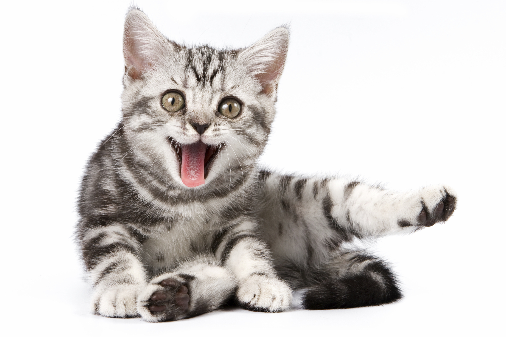 cat-friendly – Veterinary News & Views